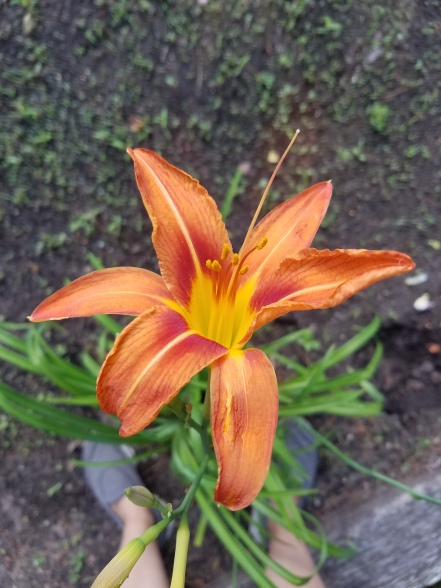 Elvira Ditch Lily in Bloom in my garden